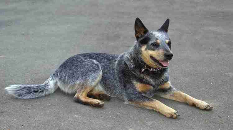 blue heeler german shepherd mix training