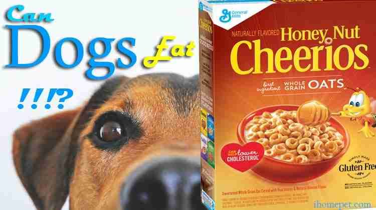 Can Dogs Eat Honey Cheerios 