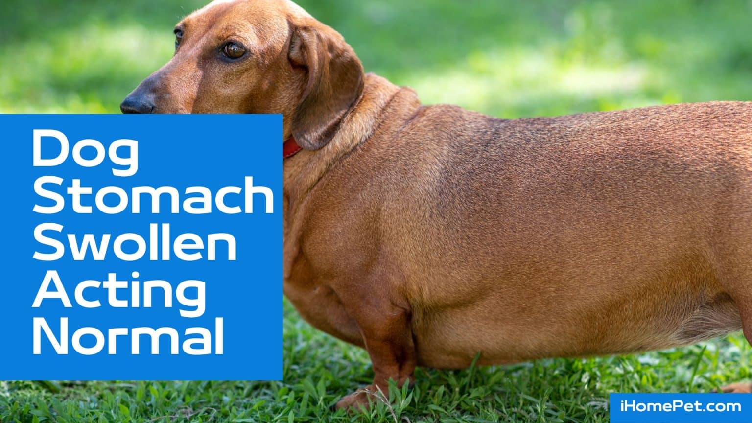 Dog Stomach swollen Acting Normal: Do you need to panic?