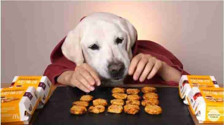 Dogs Eat Chicken Nuggets