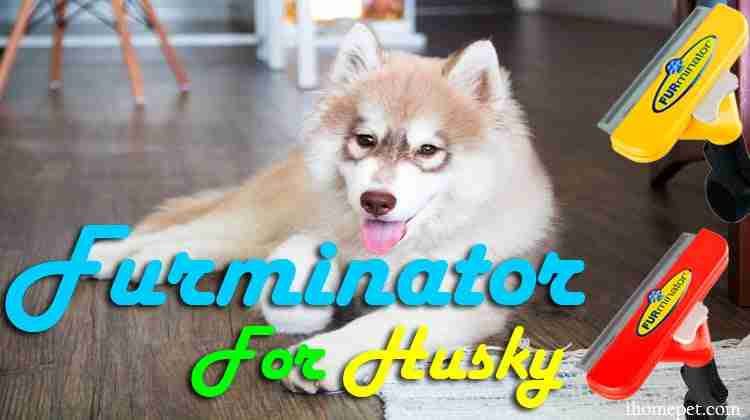 Furminator For Husky