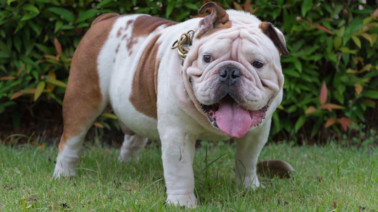 Dog Stomach swollen Acting Normal Do you need to panic?