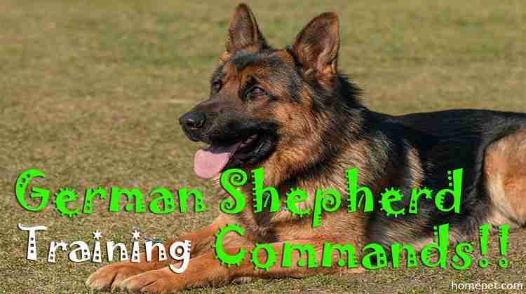 The Basic German Shepherd Training Commands