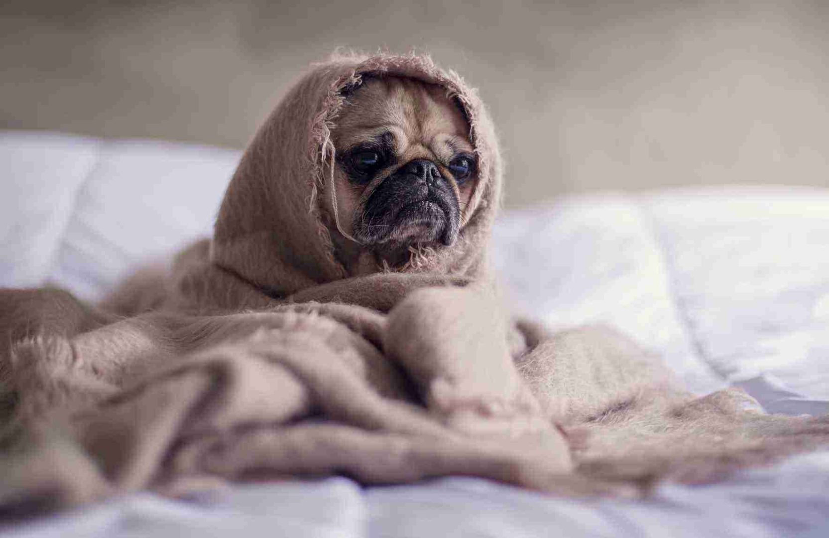 Dog Stomach swollen Acting Normal Do you need to panic?