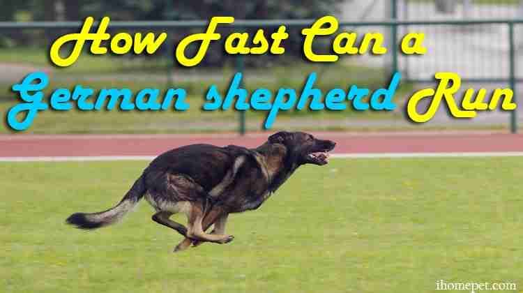 How Fast Can a German shepherd Run?