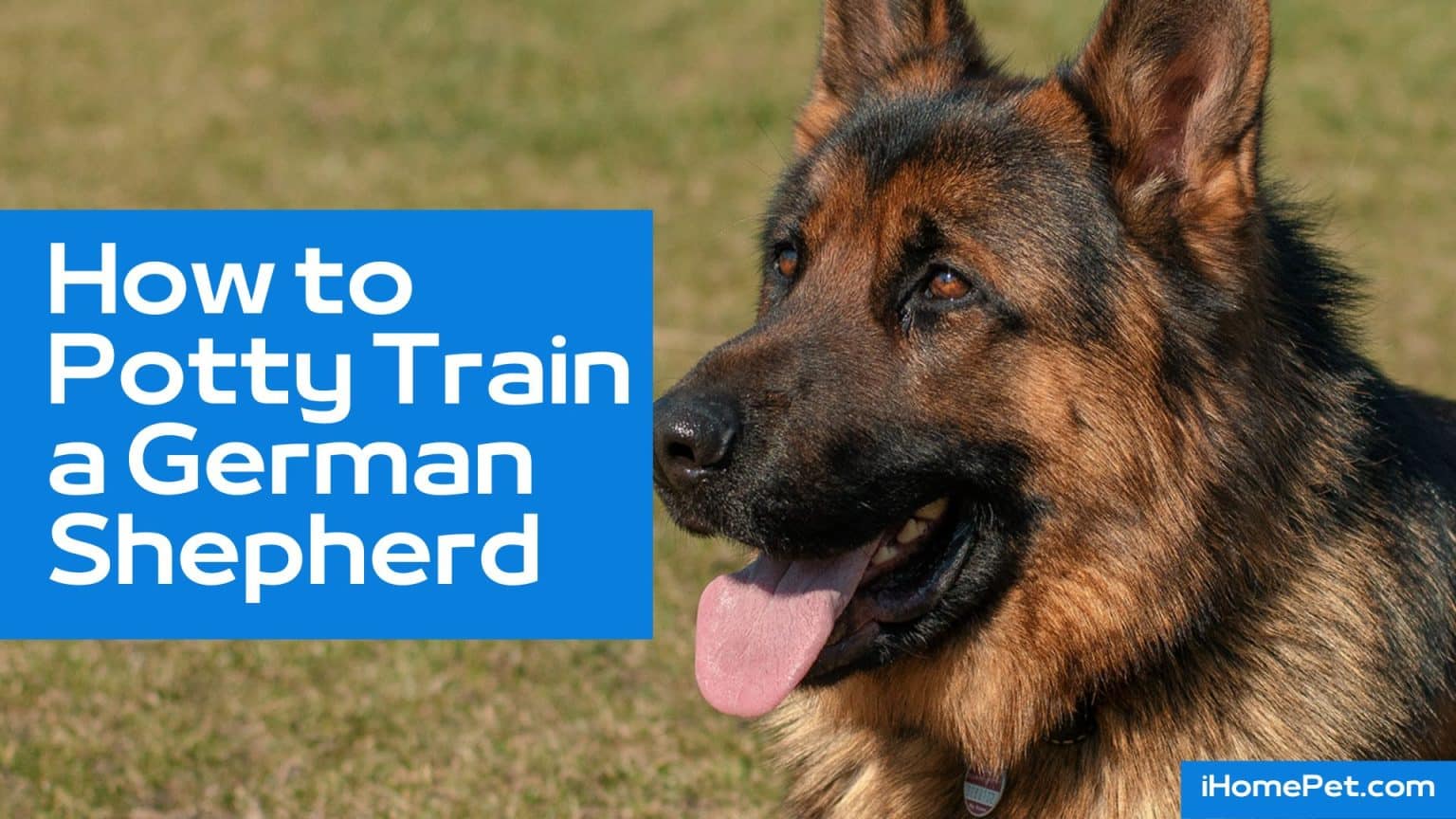 How to Potty Train a German Shepherd 9 Easy Potty Training Tips