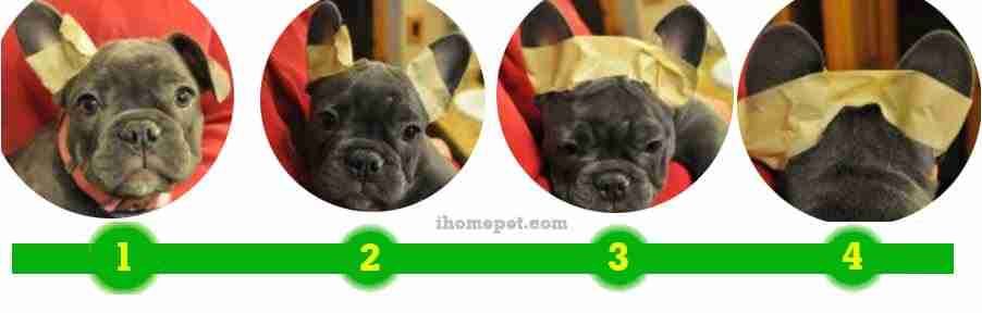 how do french bulldogs ears stand up