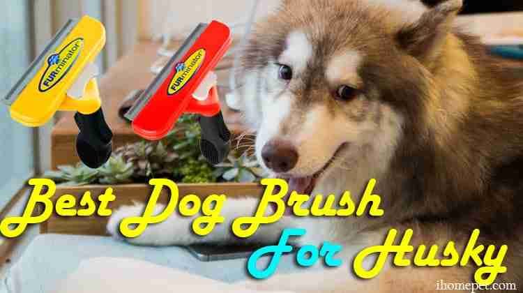 dog brush for husky