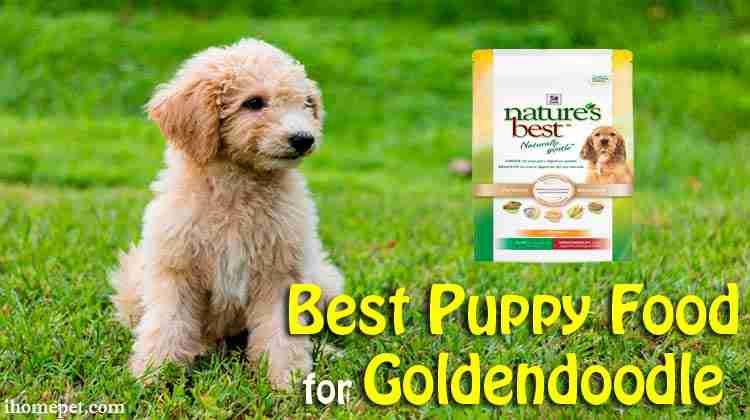 best puppy food for goldendoodle