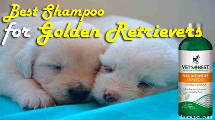 Best Shampoo For Golden Retrievers You Need To Invest In Today