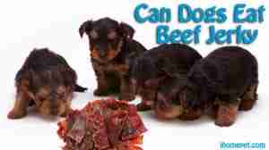 Can Dogs Eat Beef Jerky? - You Won’t Believe This - iHomePet