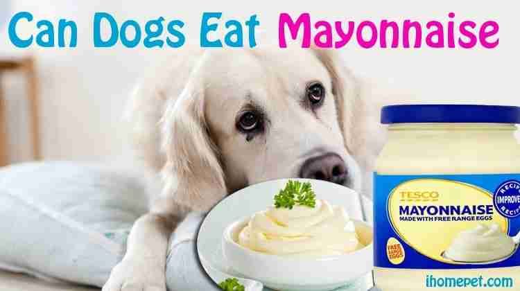 Can-Dogs-Eat-Mayonnaise