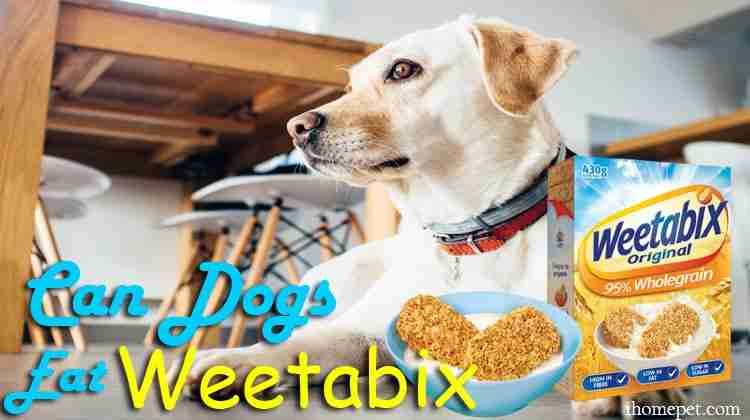 Can Dogs Eat Weetabix