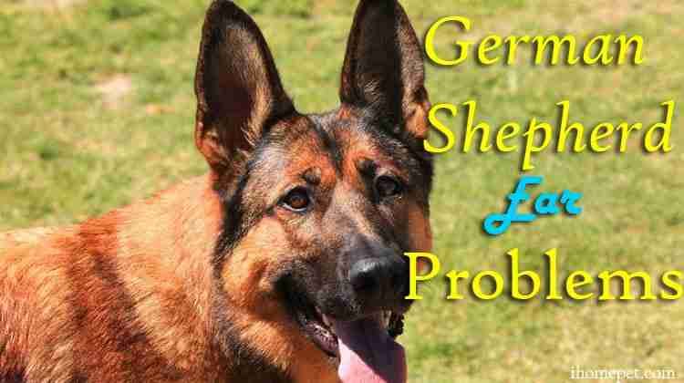 German Shepherd Ear Problems: Get To Understand now! - iHomePet