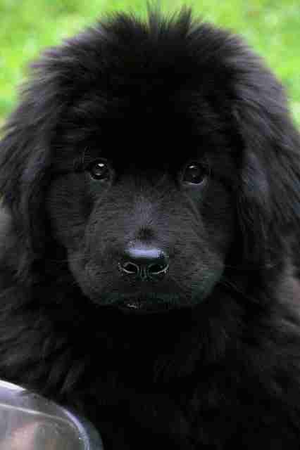 Newfoundland and Rottweiler