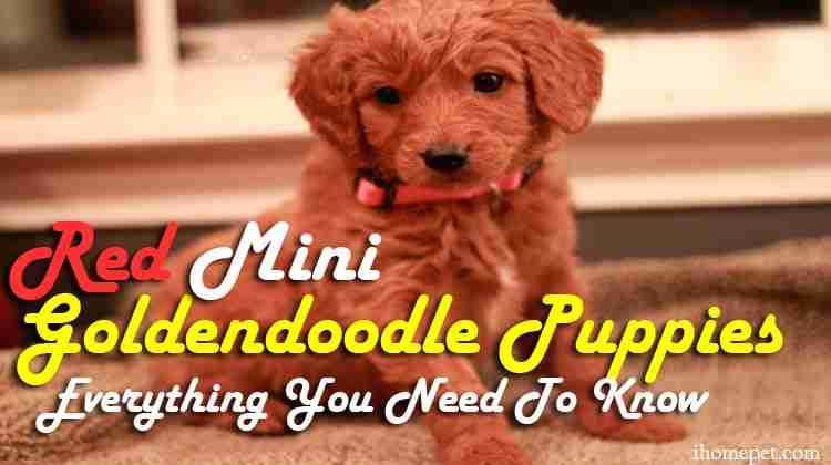 red mini golden doodle