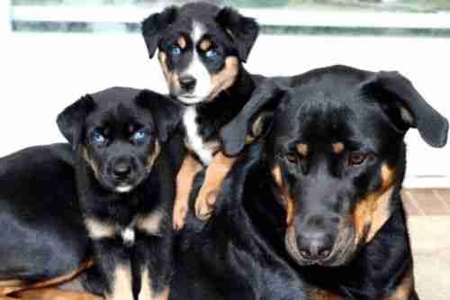 The 5 Cutest Rottweiler Mix Breeds You Need To See Ihomepet