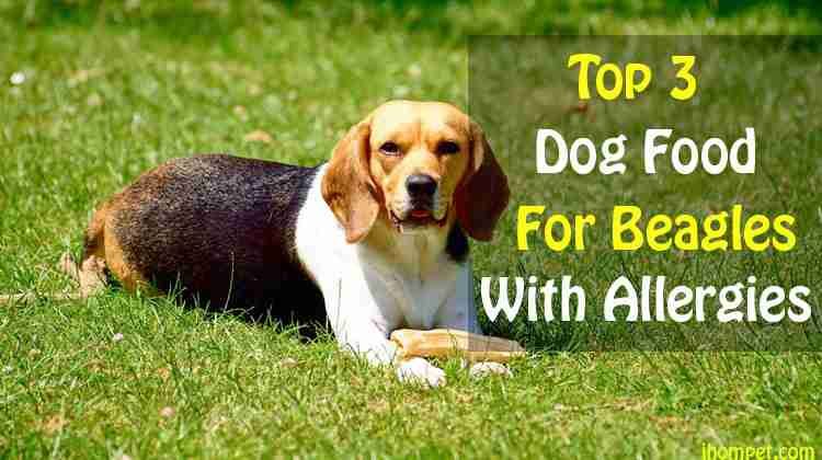 Best Dog Food For Beagles With 