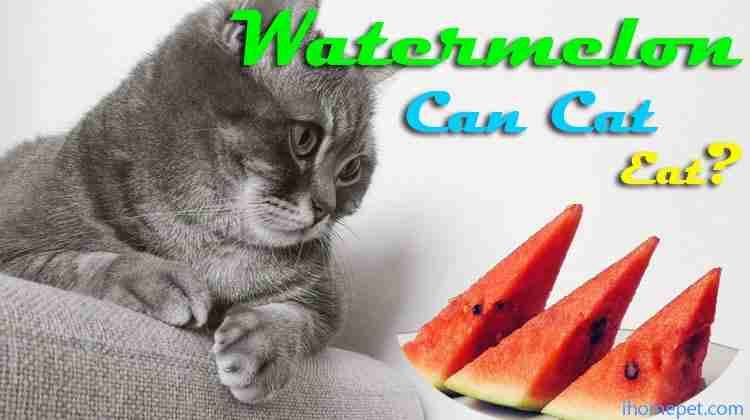 Can cats eat watermelon