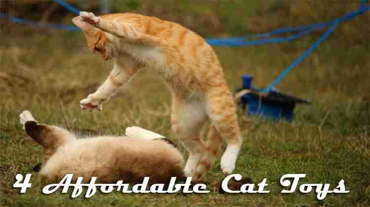 4 Affordable Cat Toys