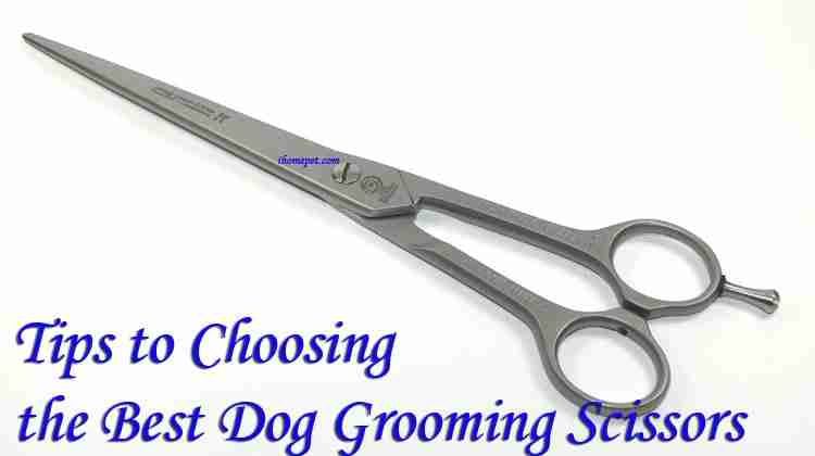 Tips to Choosing the Best Dog Grooming Scissors
