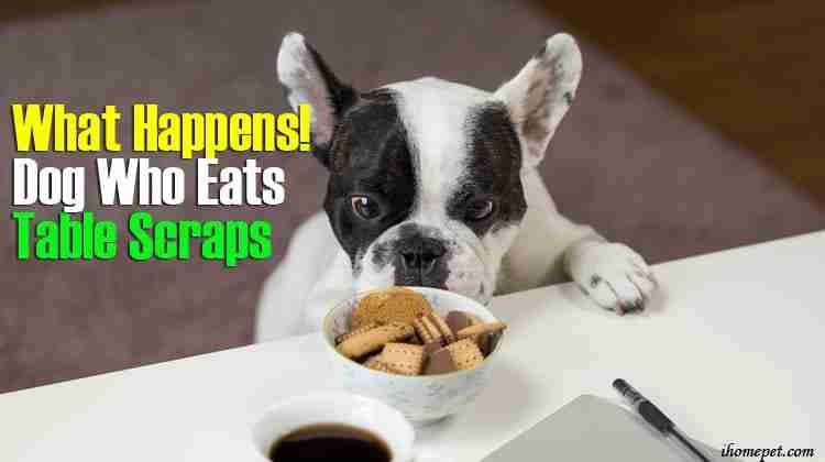 What Happens to a Dog Who Eats Table Scraps? - iHomePet