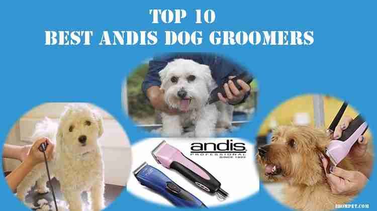 Best Andis Dog Groomers