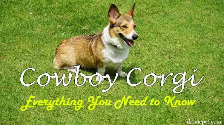 Whats a cowboy corgi