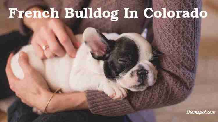 French Bulldog In Colorado