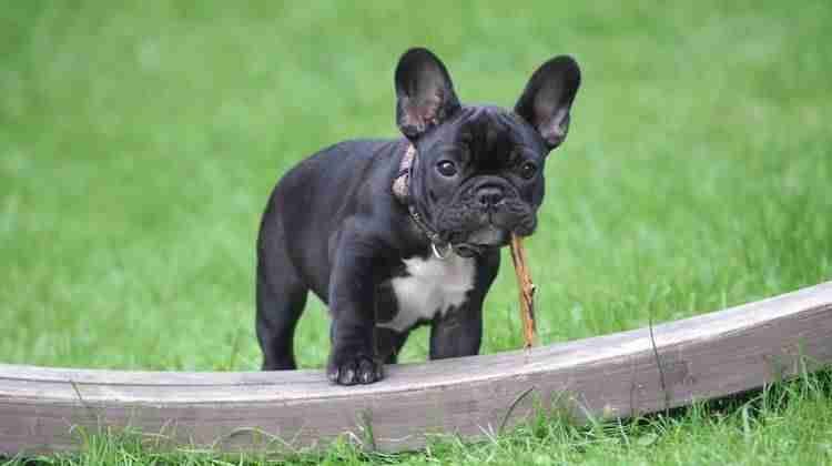 An isabella merle french bulldog playing with a stick