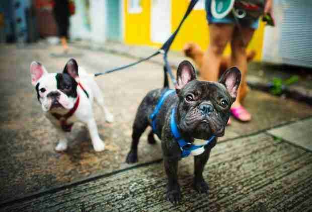 Two merle french bulldogs purebred In The Park