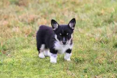 Tiny cowboy corgi puppy