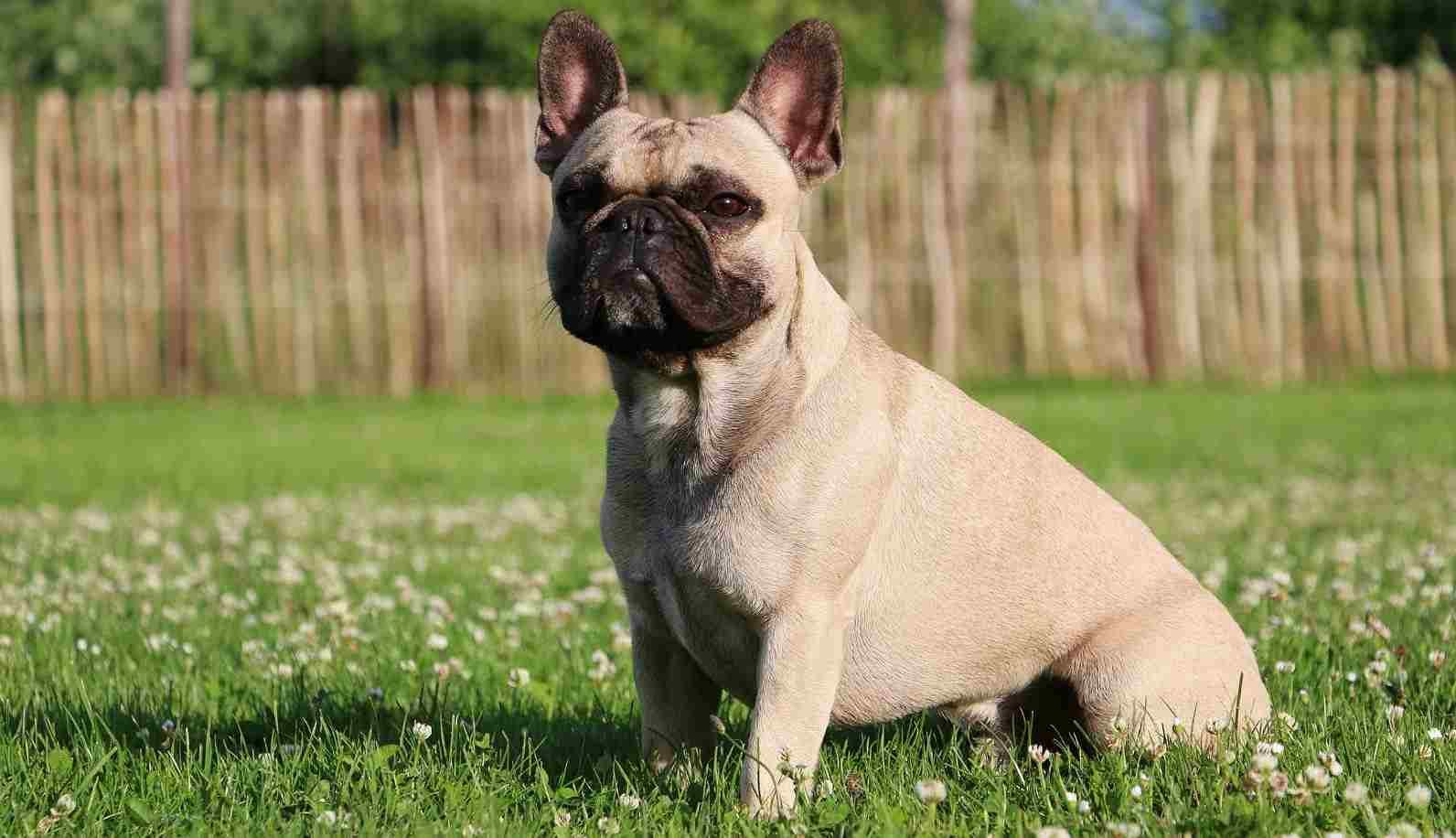 Lilac French Bulldog - All About The Rare and Adorable Breed! - iHomePet