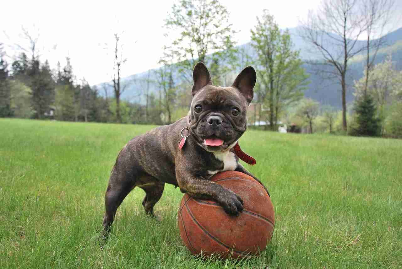 Merle french bulldogs rare basketball photo