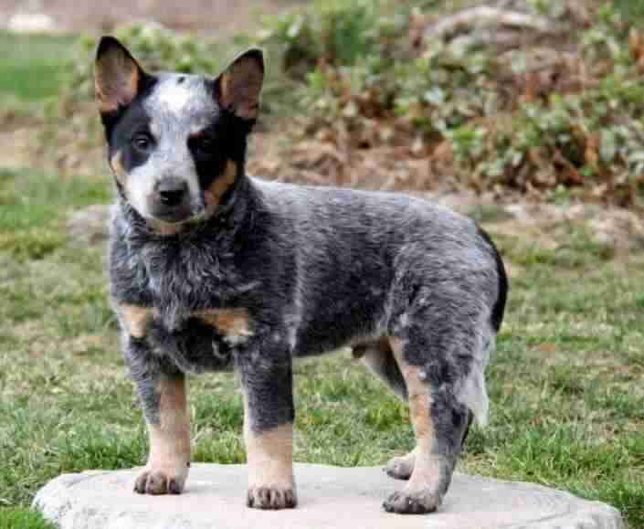 Miniature australian cattle store dogs