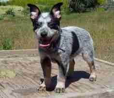 Mini blue heeler store info