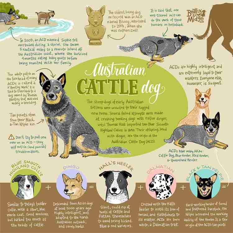 australian cattle dog temperament do you want to know about it