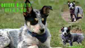 Mini Blue Heeler - Mini Australian Cattle Dog [Explained] - IHomePet