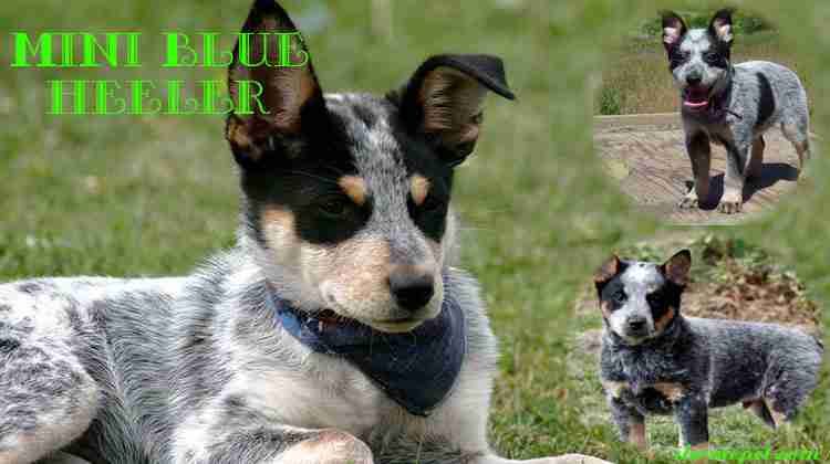 small australian cattle dog