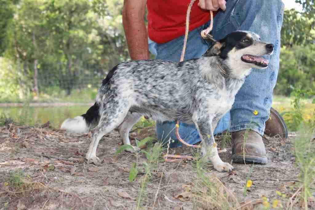 mini texas heeler size