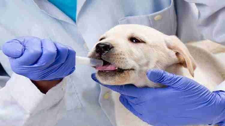 Essential Dog Medications and Supplies that Every Pet Owner Should Know ...