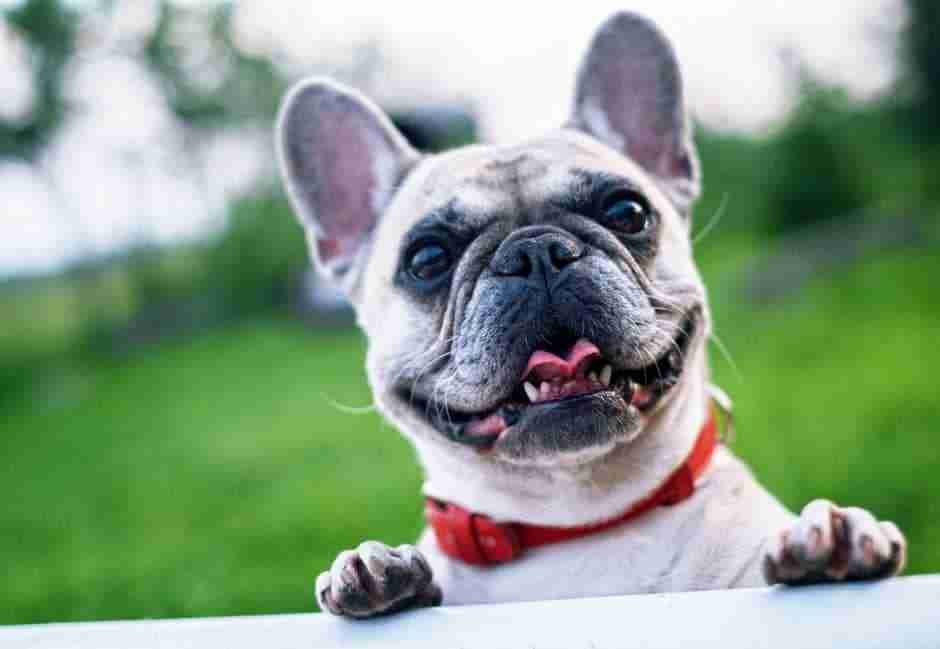 8-amazing-french-bulldog-facts-ihomepet