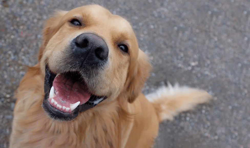 dog smiling