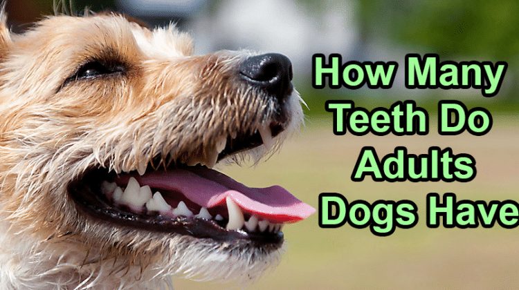 How many teeth does an adult dog have