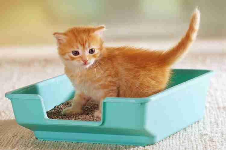 Kitten in litter box