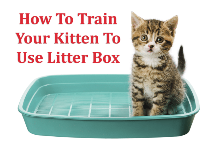 kitten in litter box