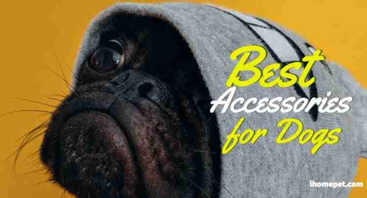 best dog accessories