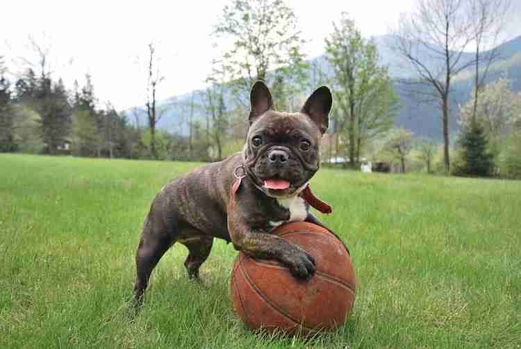 Oudoor picture with a clear view of the dogs folds and wrinkles