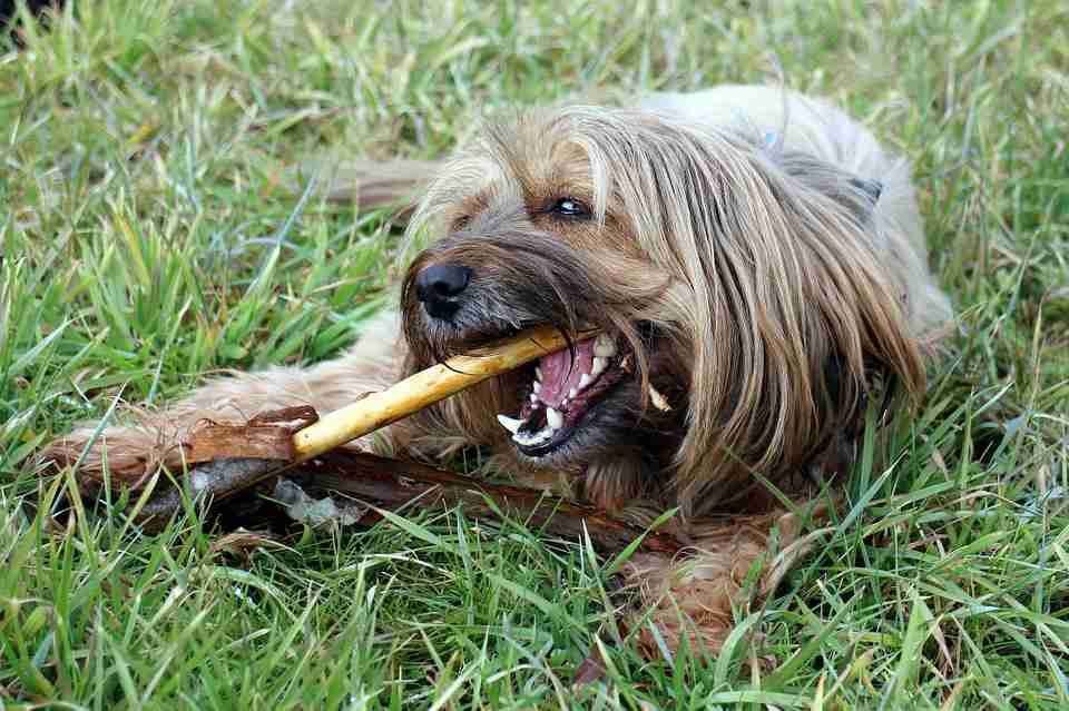 Teaching your dog a new trick in the park