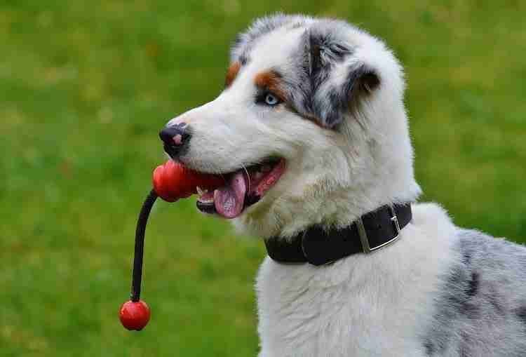 Training your dog to play fetch